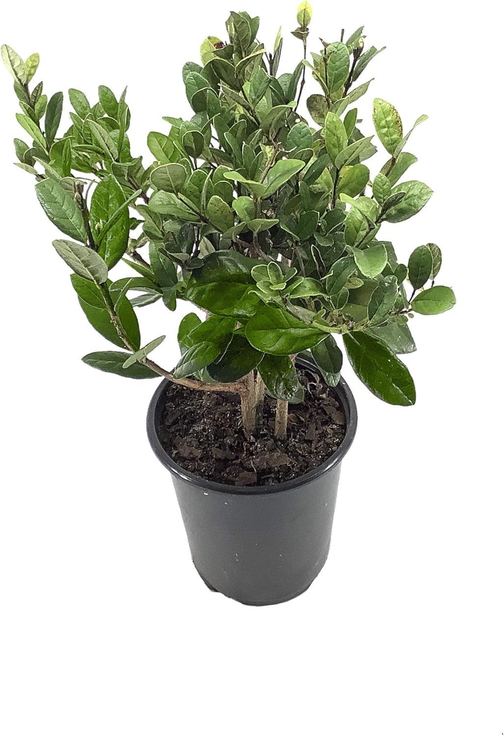 Pineapple Guava Plant - 12 Live 4 Inch Plants - Feijoa Sellowiana - Edible Flowers and Fruit