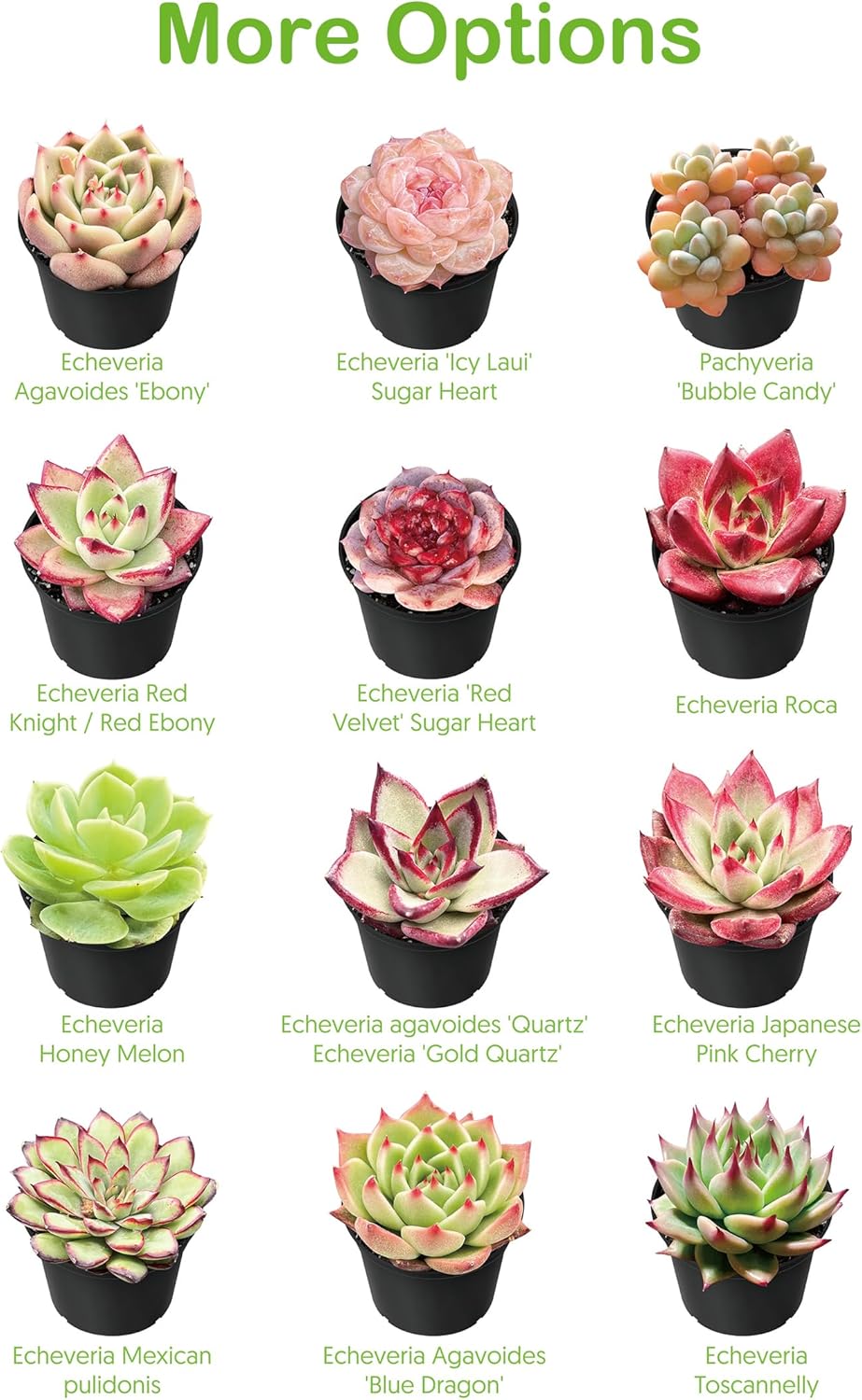 Live Succulent Plants Aeonium 'Dark Sea', Easy Care Potted Succulents, Approx 4" D x 8" H, Indoor Houseplant, Unique Gifts, Home Office Décor