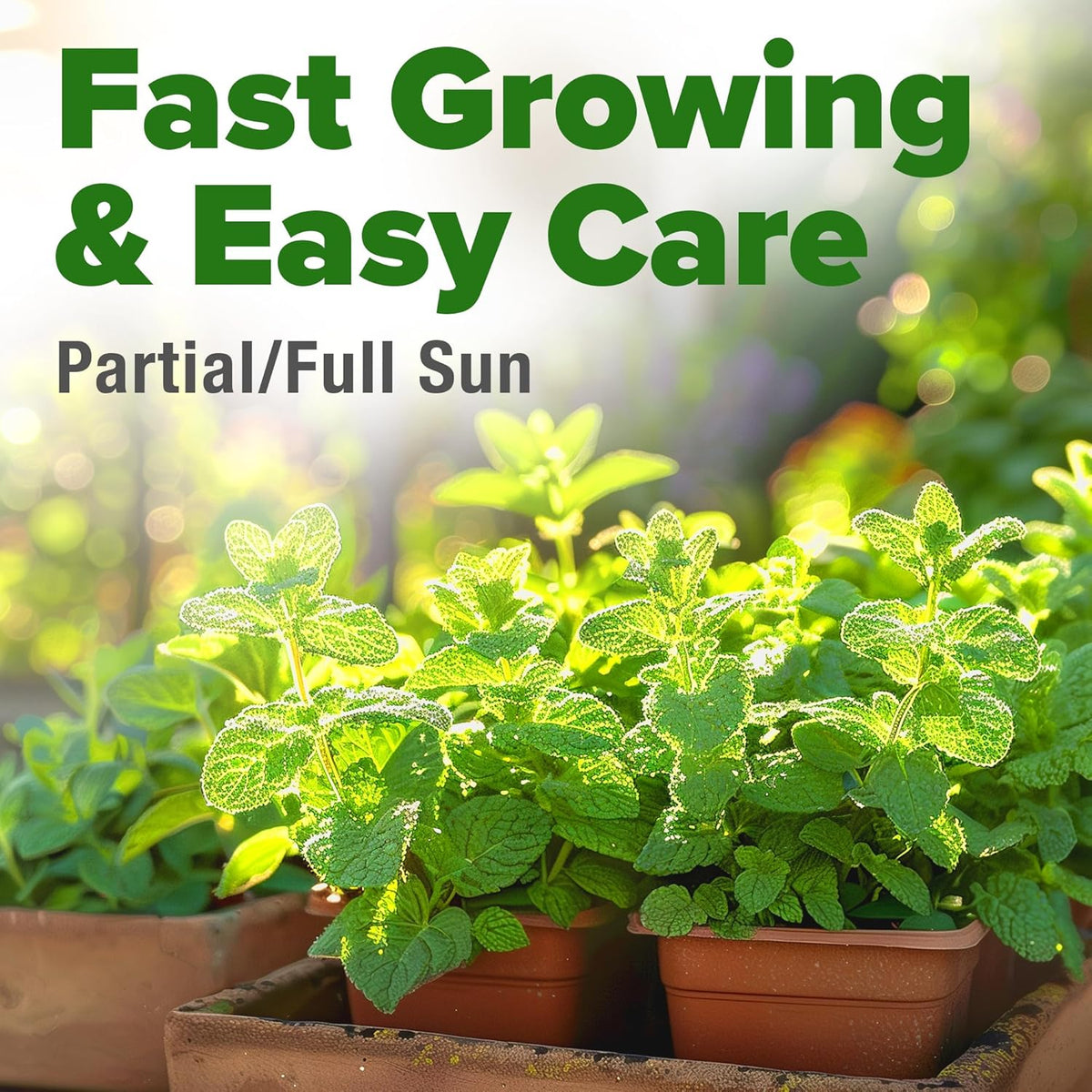 HOME GROWN Premium Common Mint Seeds (Bulk Pack) 3,600 𝗡𝗢𝗡-𝗚𝗠𝗢 𝗨𝗦𝗔 Heirloom Herb Seeds, USA Sourced | Ideal for Planting Outdoors or Indoors for a Fresh Mint Tea Garden (Mentha spp)