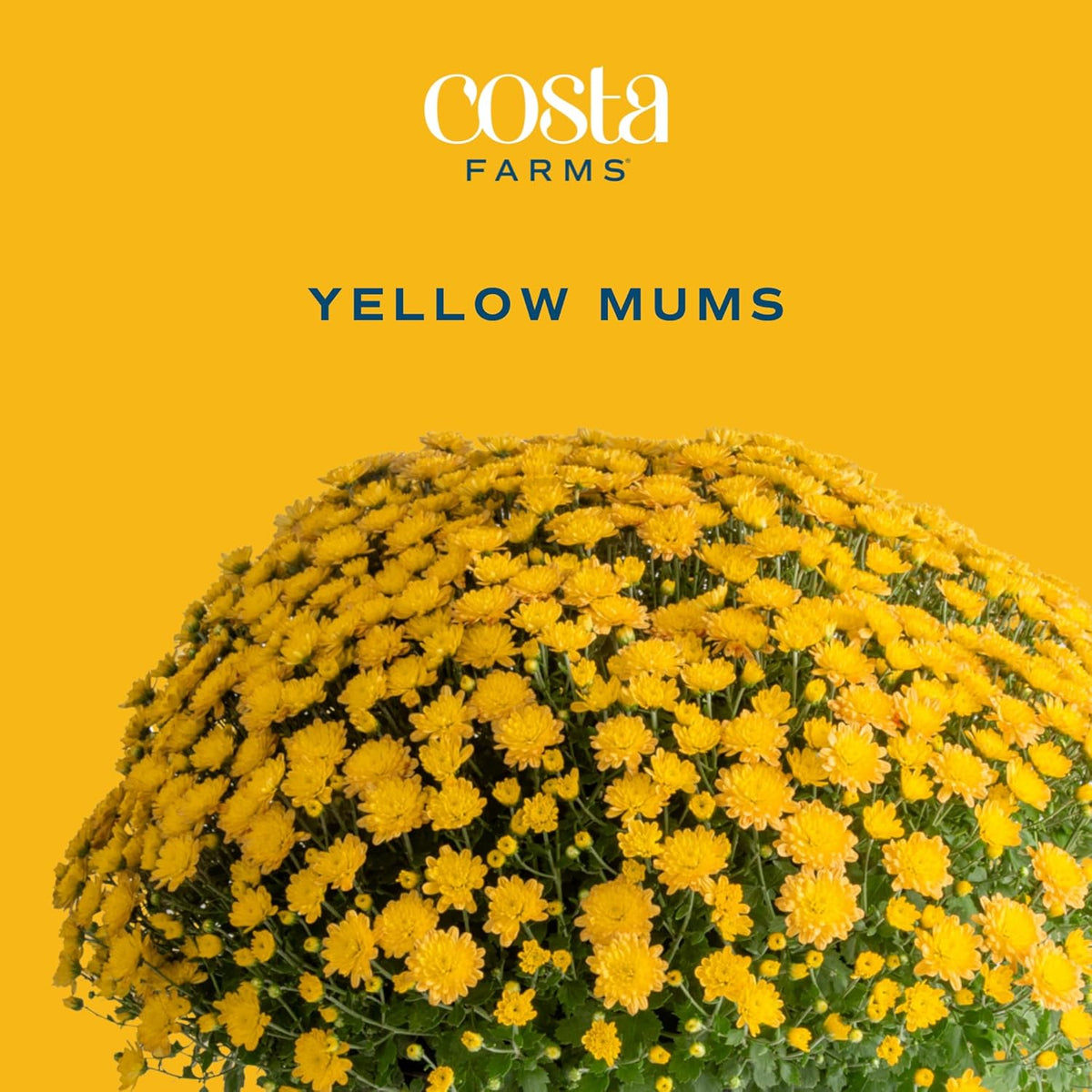 Costa Farms Live Plants – Fall Mums 2-Pack (Yellow) in Plant Pots | 3 Qt. Seasonal Houseplants & Outdoor Flowers for Porch, Patio, or Garden | Ships in Bud Form for Longer Bloom