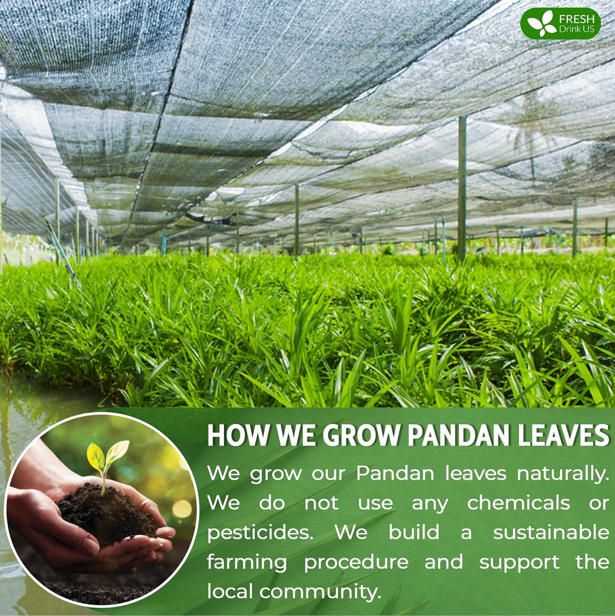 FreshDrinkUS, Premium 2oz Natural Pandan Leaves Dried, 100% Pure Dried Pandan Leaves, Pandan Leaf Tea, No Additives, No Caffeine, Vegan (2 oz Dried Leaves)