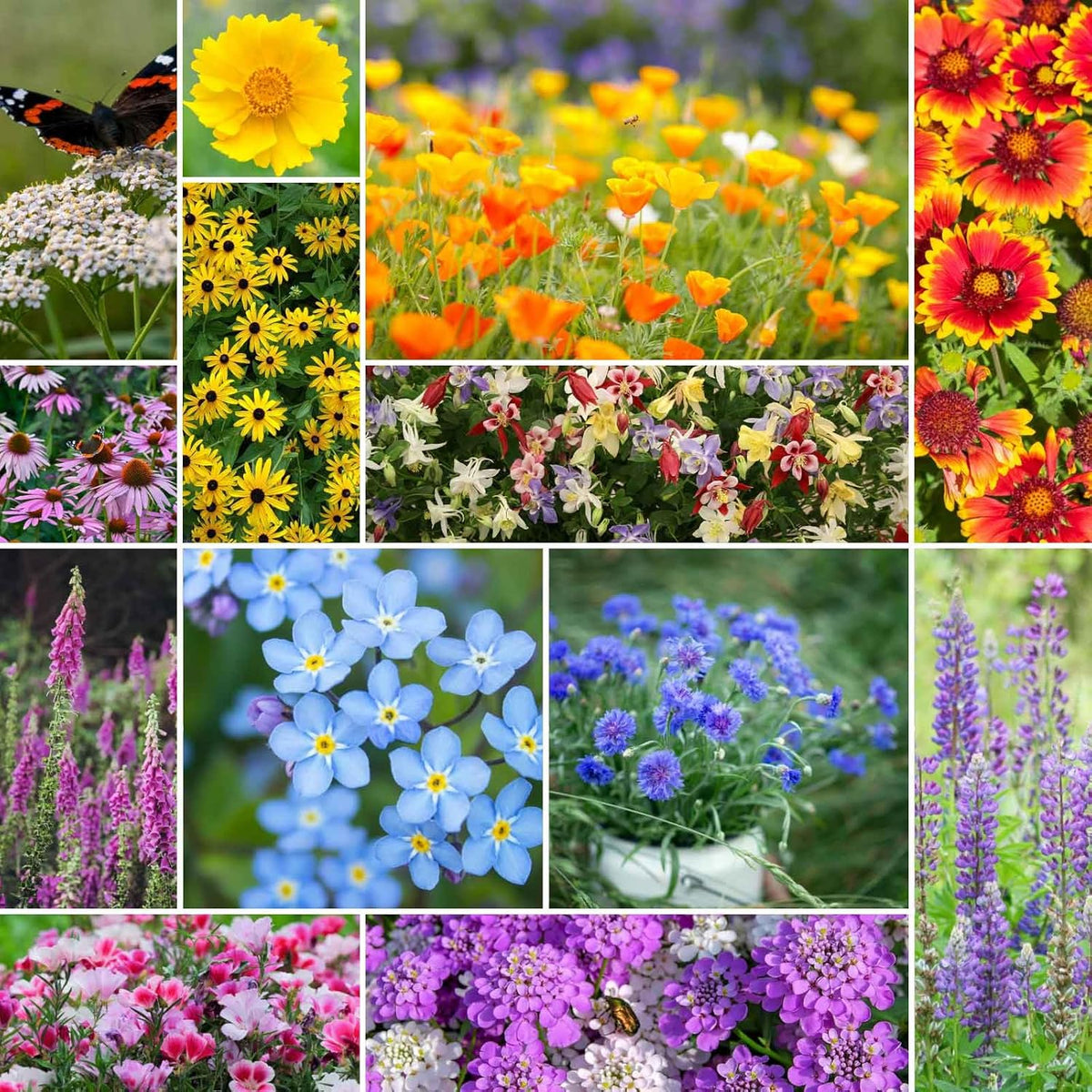 Eden Brothers Deer Resistant Wildflower Mixed Seeds for Planting, 5 lb, 2,400,000+ Seeds with Foxglove, Forget Me Not | Attracts Pollinators, Plant in Spring or Fall, Zones 3, 4, 5, 6, 7, 8, 9, 10
