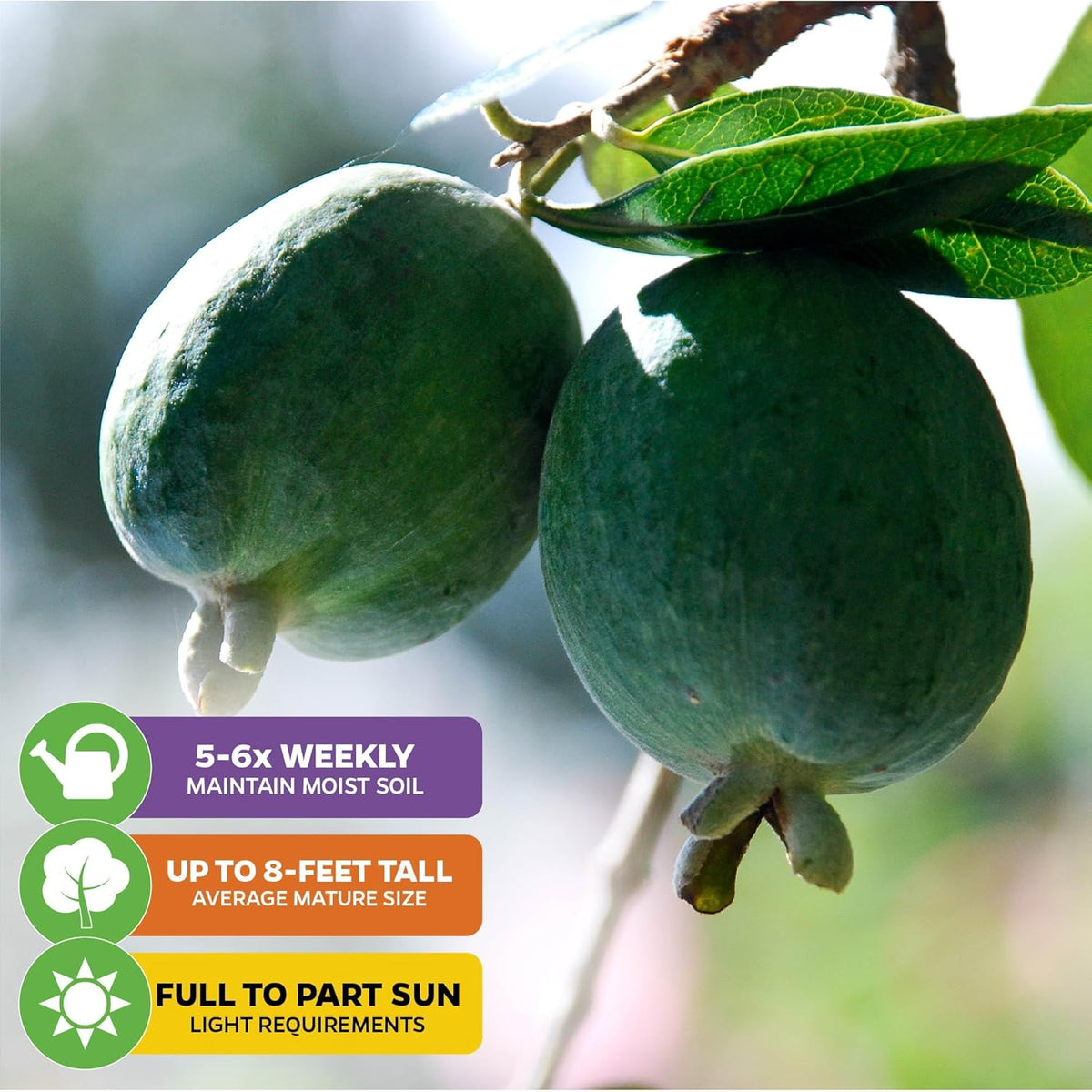 Pineapple Guava (Feijoa) Live Plant - ACCA sellowiana by Wellspring Gardens - Tropical Pineapple Guava Fresh Fruit Bearing Trees - Organic Starter Live Plants for Gardening and Planting Outdoor