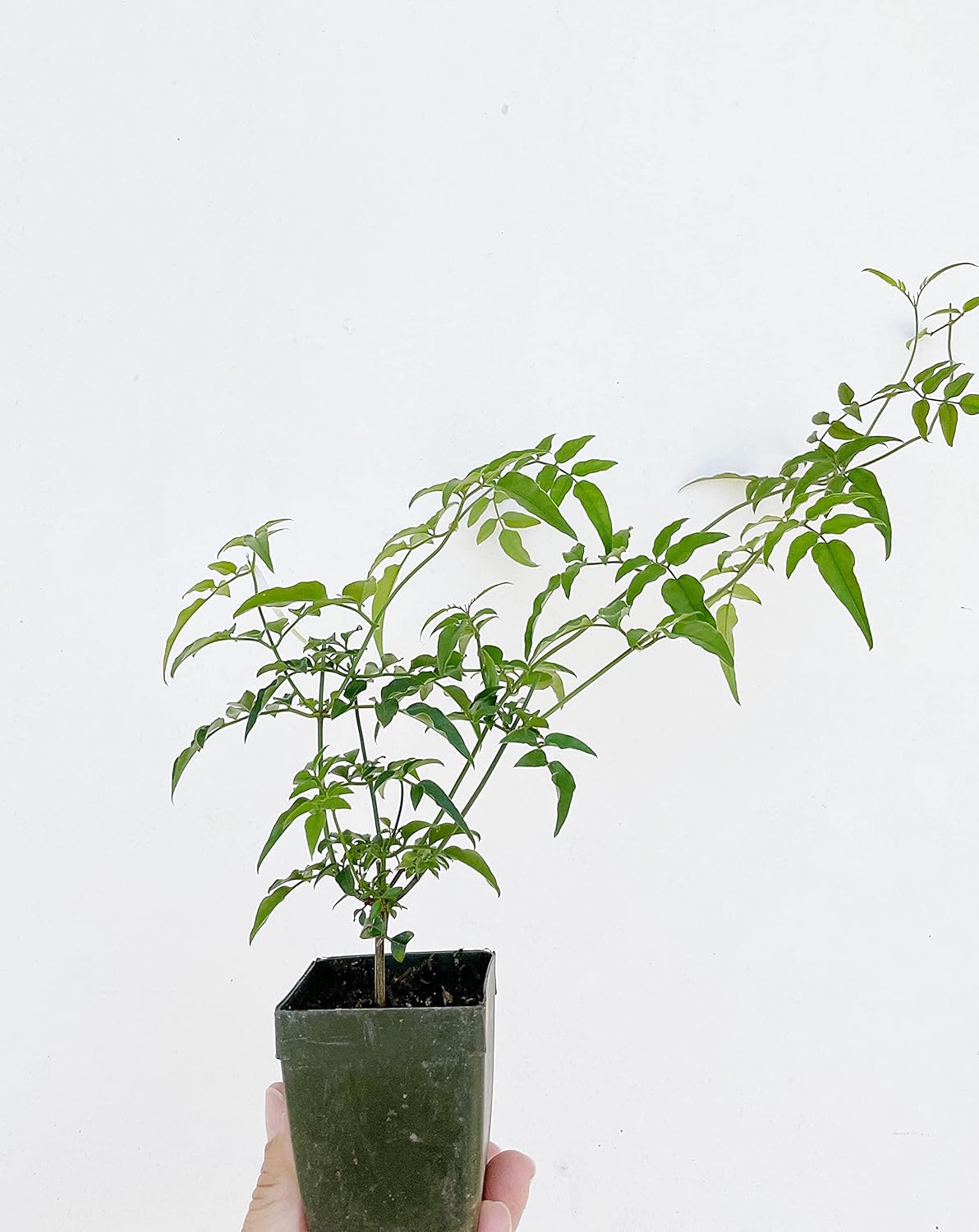 Pink Jasmine Vine Starter Plant | Jasminum Polyanthum | 2 inch Pot
