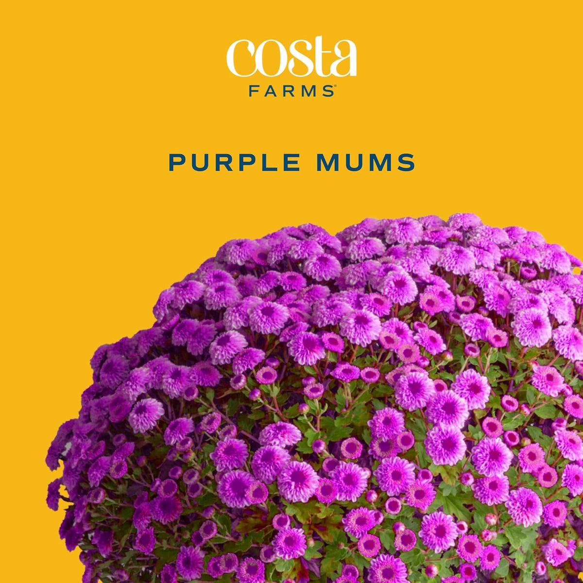 Costa Farms Live Plants – Fall Mums 2-Pack (Purple) in Color Pot | 3 Qt. Seasonal Houseplants & Outdoor Flowers for Porch, Patio, or Garden | Ships in Bud Form for Longer Bloom