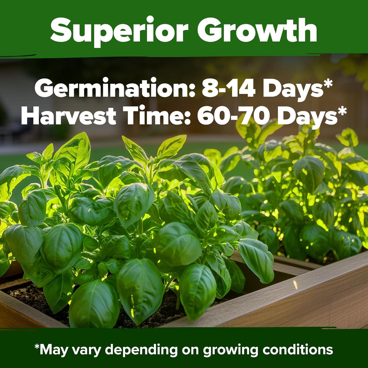 HOME GROWN 𝗨𝗦𝗔 𝗣𝗥𝗘𝗠𝗜𝗨𝗠 Italian Basil Seeds Bulk Pack 1,424 Sweet Large Leaf Basil Seeds for Planting 𝗡𝗢𝗡-𝗚𝗠𝗢 and Heirloom Herb Seeds for Planting Indoors or Outdoors (Ocimum basilicum)
