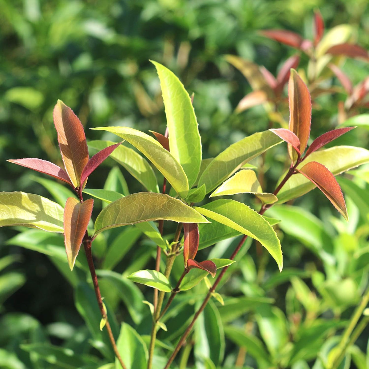 Perfect Plants Tea Olive Live Plant, 7 gallon, Includes Care Guide