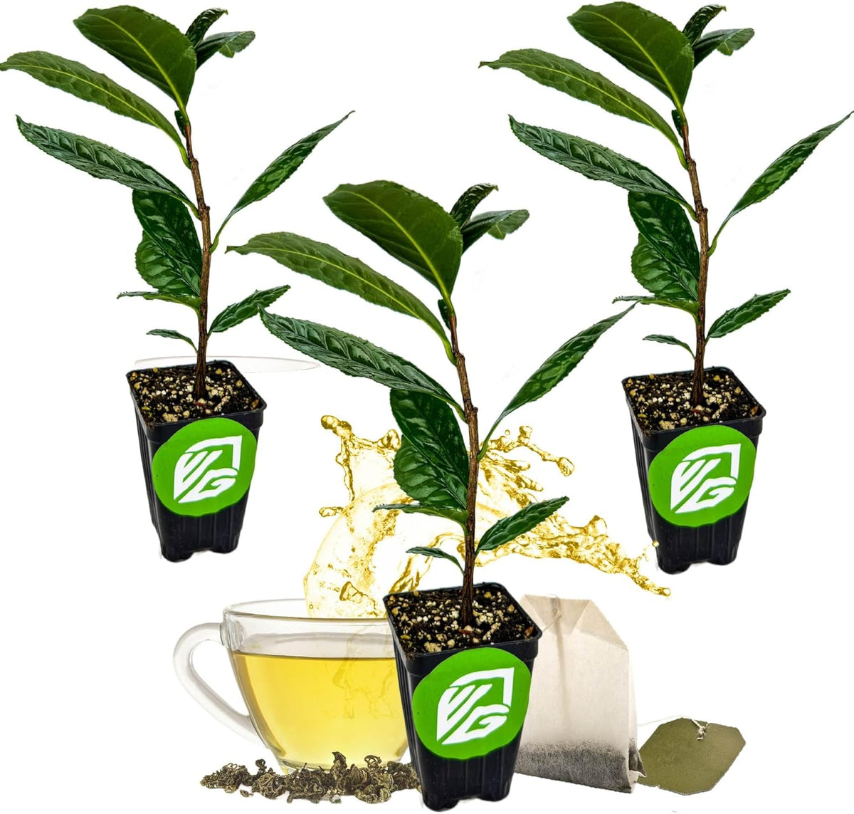 Tea Plant (Green Tea) Live Plant (3-Pack) - Camellia sinensis by Wellspring Gardens Starter Plant for Your Indoor or Outdoor Garden
