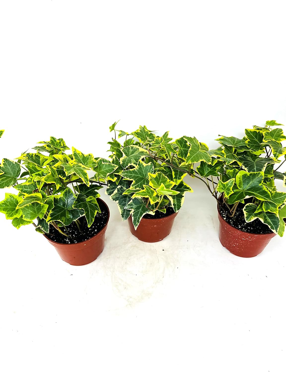 Gold Child English Ivy -3 Pack 3'' pots -Groundcover House Plant