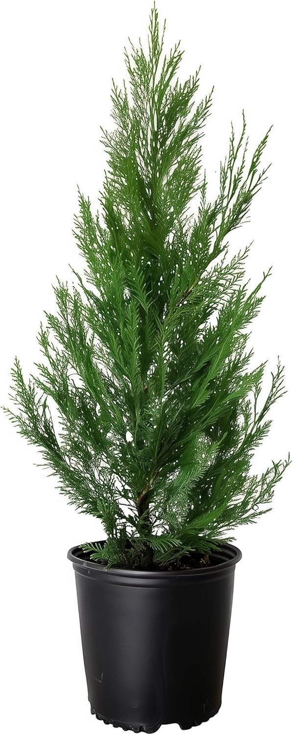 Leyland Cypress |2 Large Gallon Size Plants | Cupressocyparis leylandii | Fast Growing Privacy Trees, Evergreen Landscape Plants, Drought Tolerant, Low Maintenance, Windbreak, Hardy