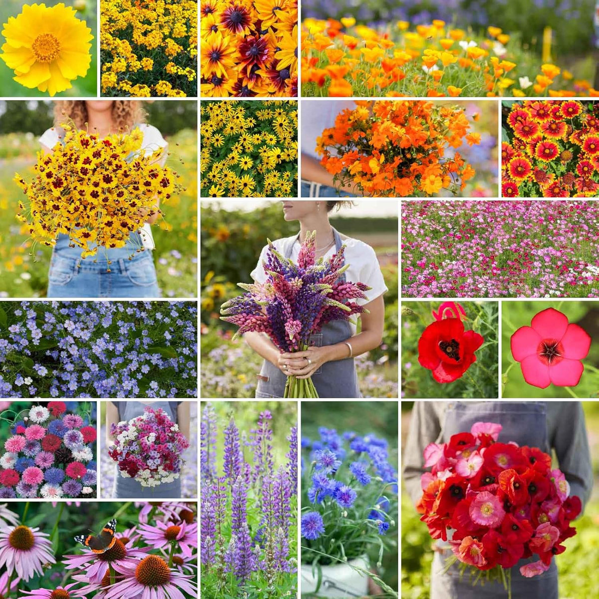 Eden Brothers Burst of Bloom Wildflower Mixed Seeds for Planting, 5 lb, 2,400,000+ Seeds with Cosmos, Black Eyed Susan | Attracts Pollinators, Plant in Spring or Fall, Zones 3, 4, 5, 6, 7, 8, 9, 10