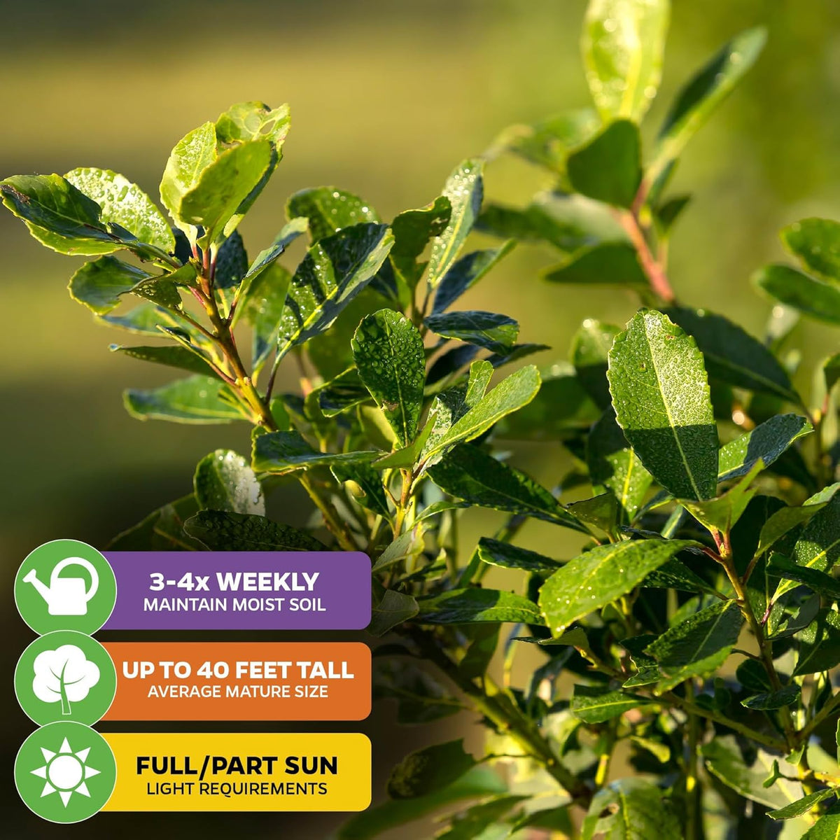 Yerba Mate - Ilex paraguariensis by Wellspring Gardens - South American Tea Plant - Cultural Heritage Tree - Exotic Botanical Energizer - Holly Family Plant - Starter Plant Herb Plant