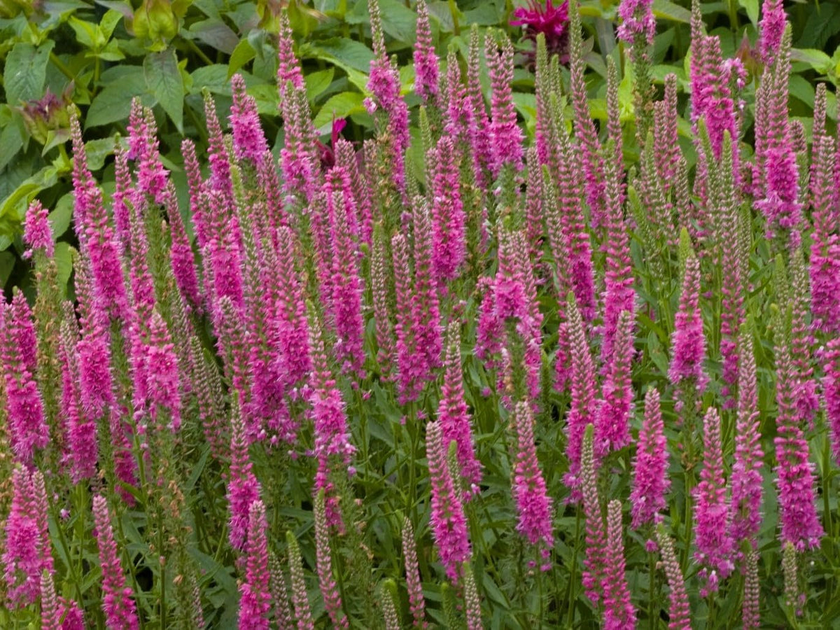 Greenwood Nursery: Live Perennial Plants - 'Red Fox' Spiked Speedwell + Veronica Spicata - [Qty: 2X Pint Pots] - (Click for Other Available Plants/Quantities)