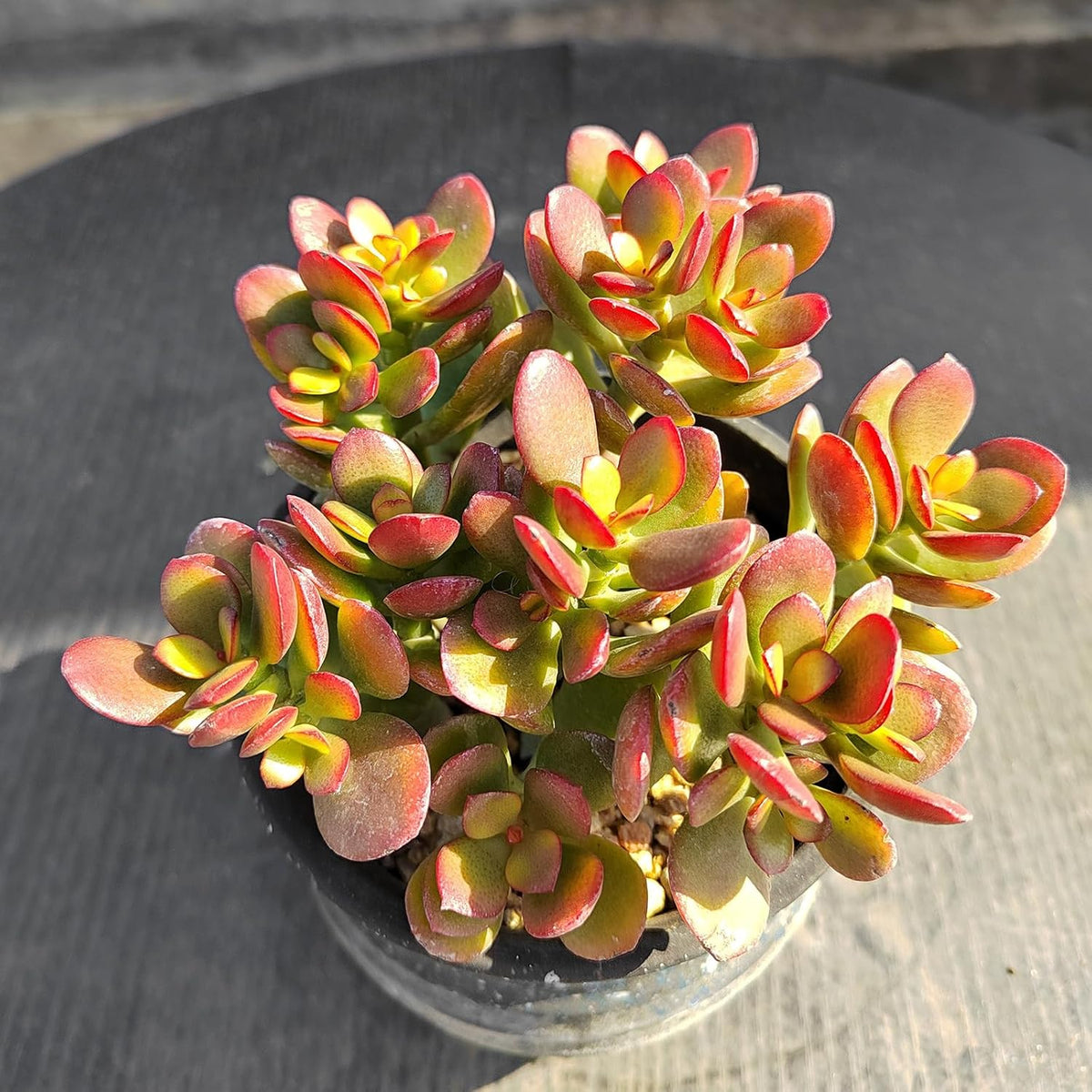 Dwarf Jade with White Stripe Jade, Live Crassula Ovata Crosby's Compact, Rare Cute Succulent Plant in 4" Planter, Home Office Décor