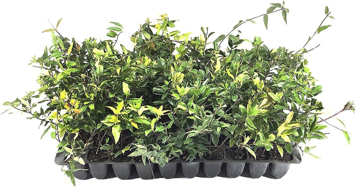Carolina Jasmine | 20 Live Plants | Gelsemium Sempervirens | Fragrant Yellow Blooms, Evergreen Vine, Low Maintenance, Fast Growing, Climbing, Attracts Pollinators, Garden Trellis
