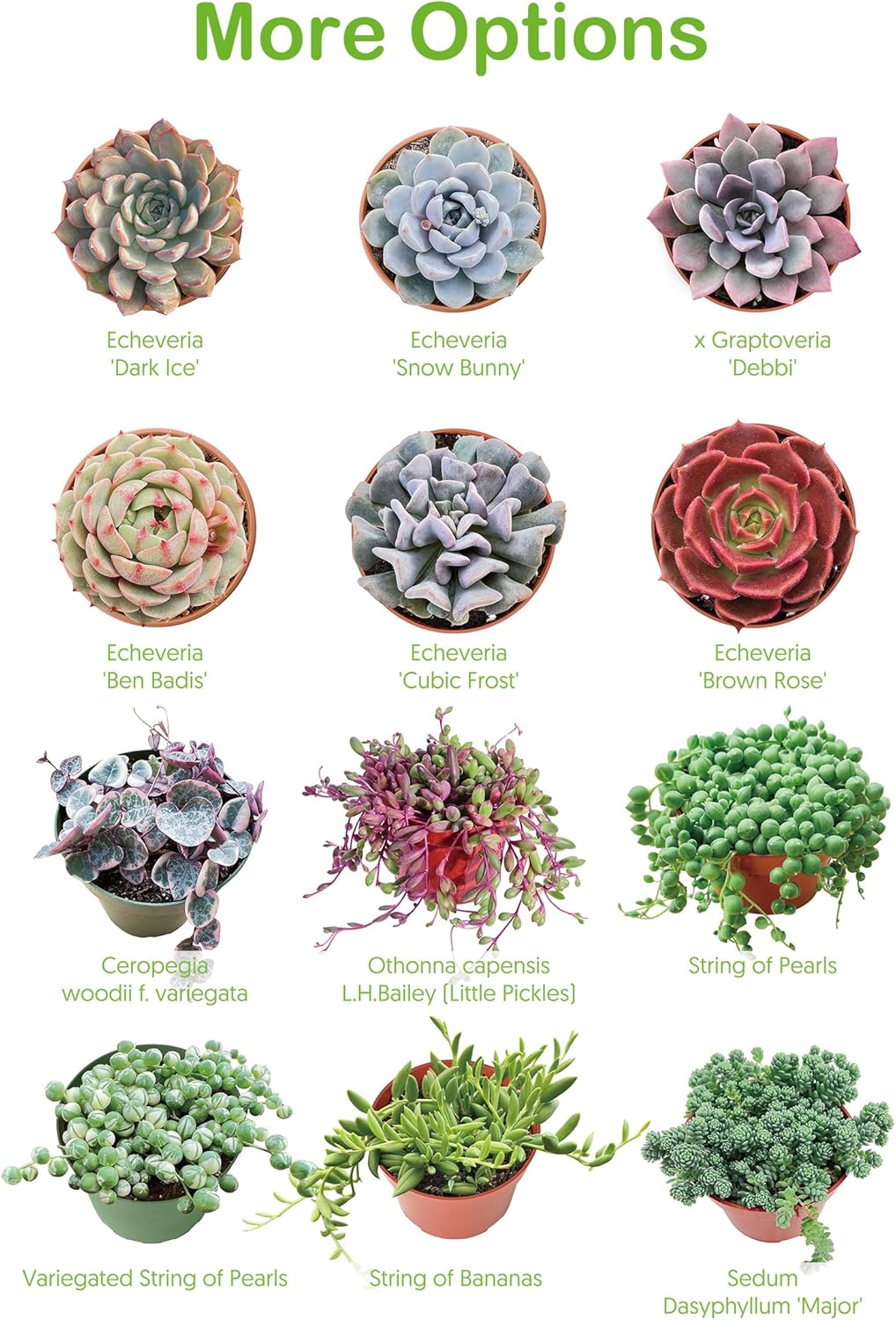 Live Succulents Aeonium 'Pink Wich' (4-inch), Succulent Plants Fully Rooted in Pots with Soil, Easy-Care House Plant for DIY, Home Office Decor, Wedding Party Favor