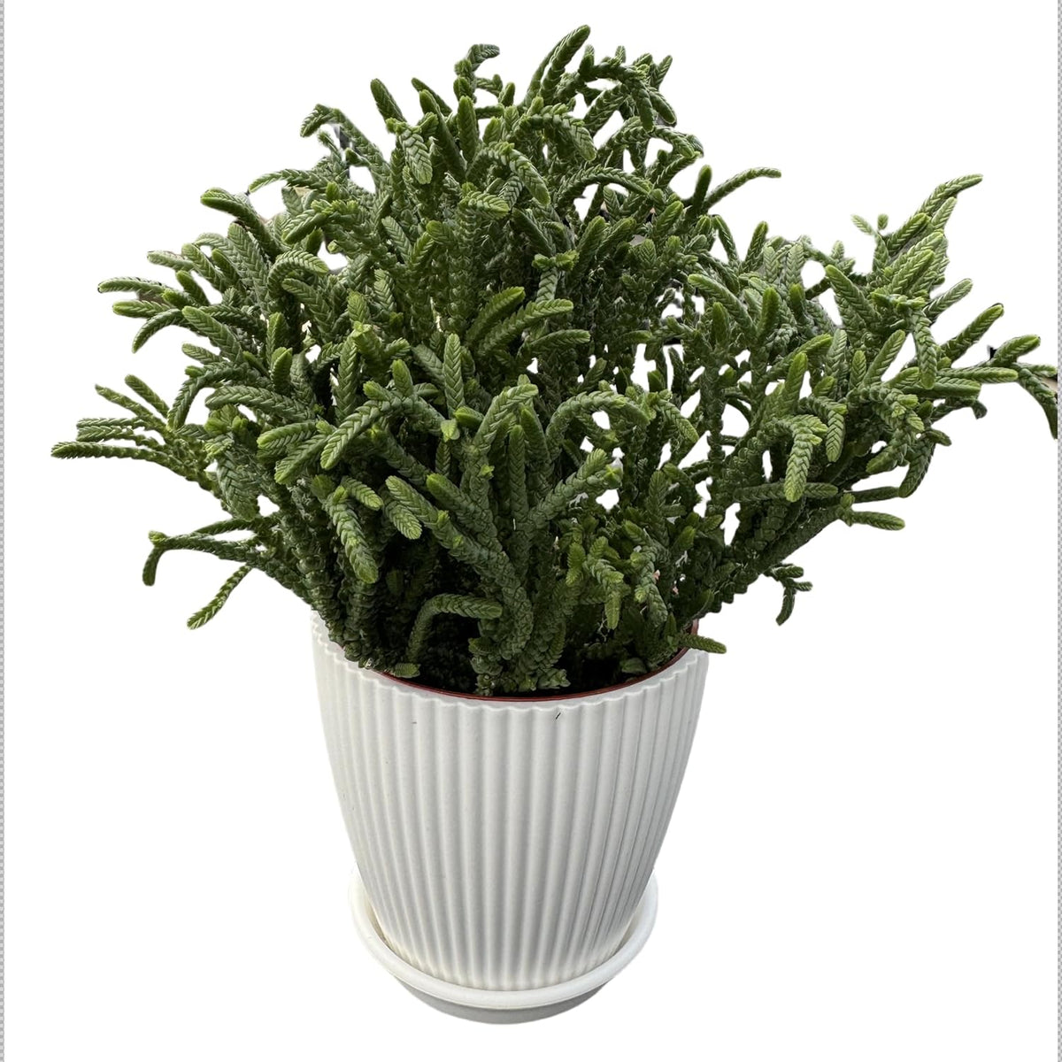 Watch Chain Succulent with White Stripe Pot, Rare Live Crassula muscosa Plant, Home Office Indoor Outdoor Wedding Decoration DIY Projects Party Favor