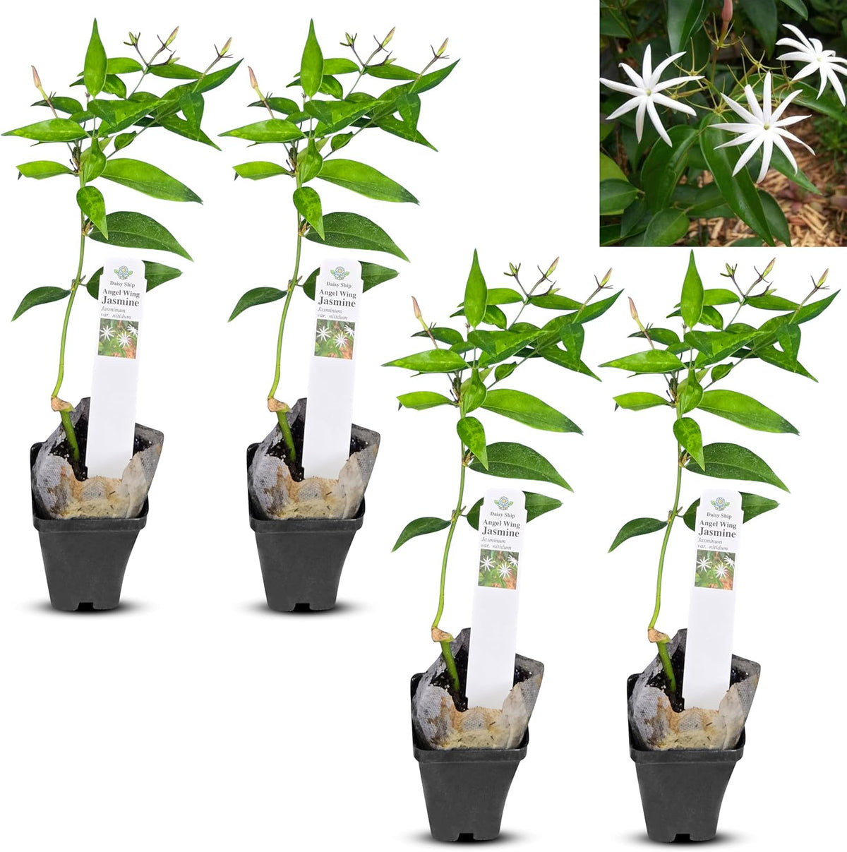 Live Angel Wing Jasmine (Jasminum Nitidum) Plants - Fragrant, White Blooming Evergreen Shrub for Any Garden (4 jas Angel Cups)