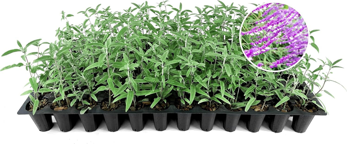 Salvia Mexican Sage Plants | 3 Live Seedlings | Salvia leucantha | Velvety Purple Flower Spikes | Drought Tolerant Landscape Perennial
