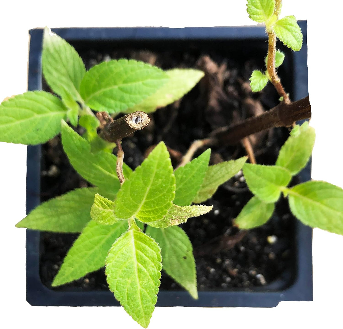 Organic Pineapple Sage Plant (Salvia elegans) in 2.5 inch Pot - Attracts Butterflies and Hummingbirds
