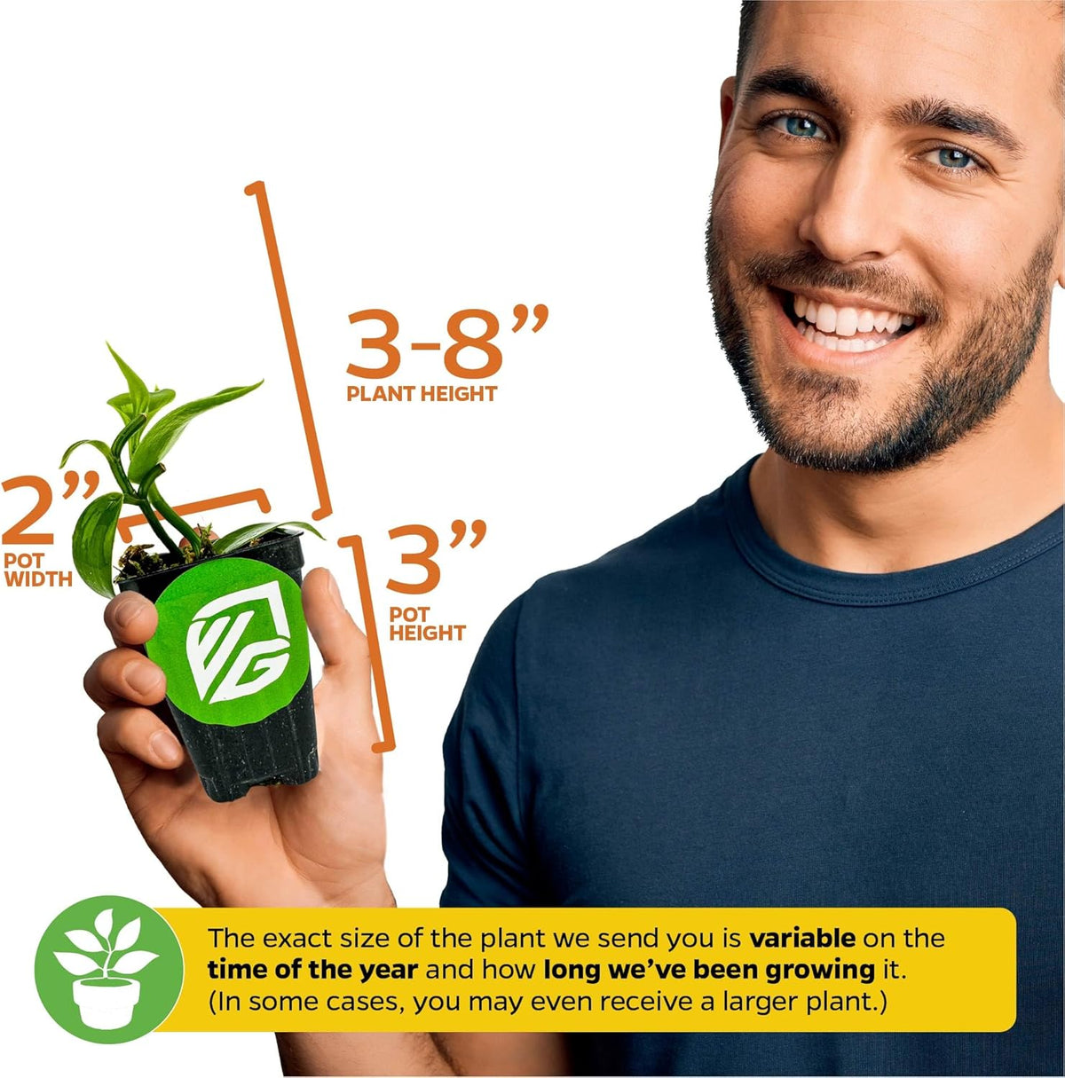 Vanilla Bean Orchid Live Plant (2-Pack) - Vanilla planifolia by Wellspring Gardens - Fragrant Vanilla Beans, Versatile Vine, Tropical Elegance, Aromatic Treasure - Vanilla Bean Starter Plant