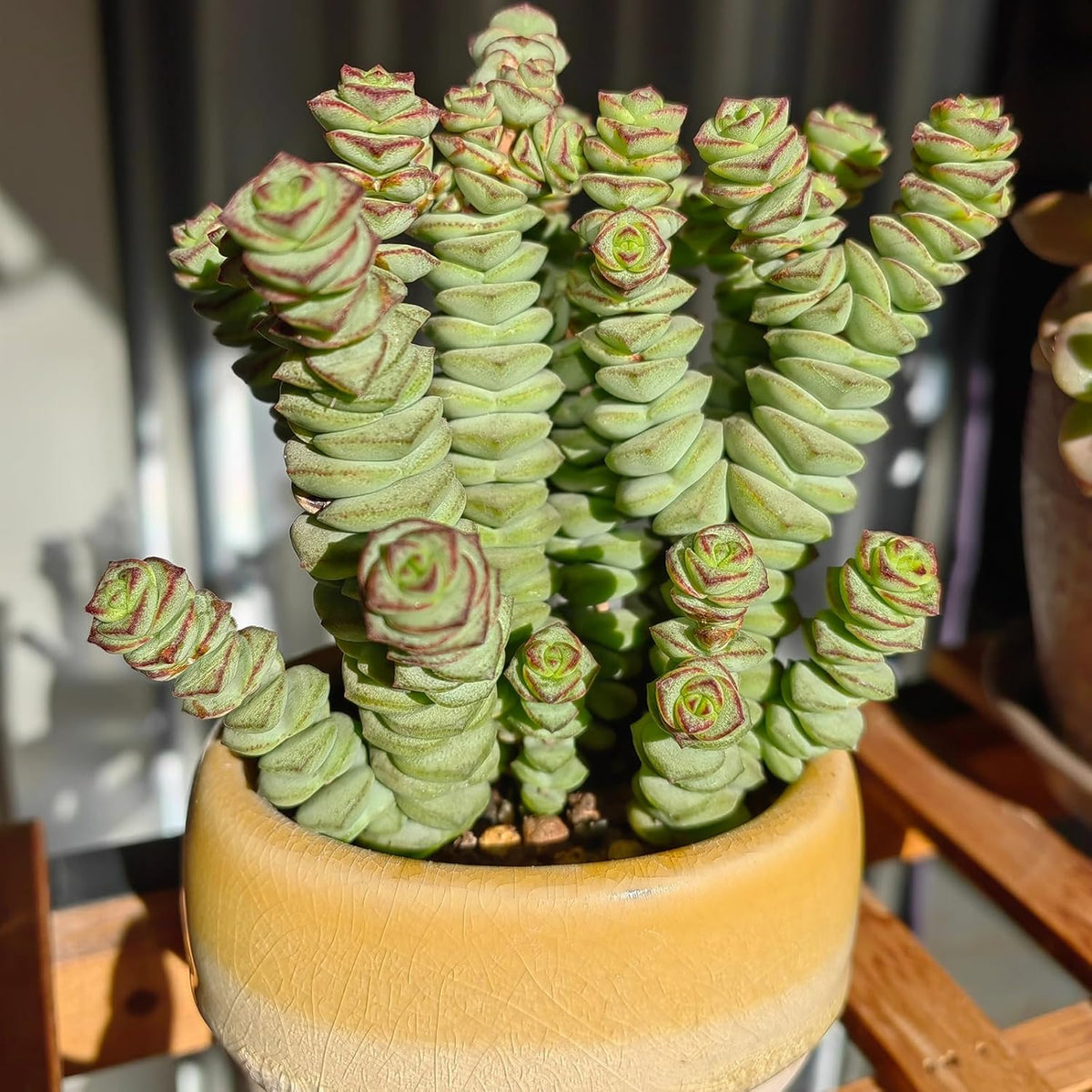 4" String of Buttons in White Stripe Pot, Live Crassula 'Baby's Necklace' Trailing Succulent, Rare House Plant for Home Office Wedding Hanging Decoration, DIY Projects, Party Favor