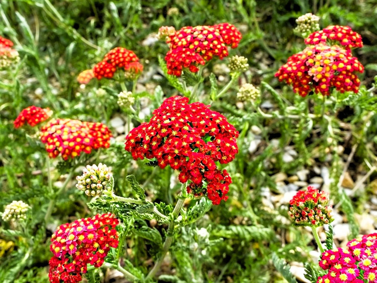 Greenwood Nursery: Live Perennial Plants - Achillea New Vintage Red Yarrow - [Qty: 1x Pint Pot] - (Click for Other Available Plants/Quantities)