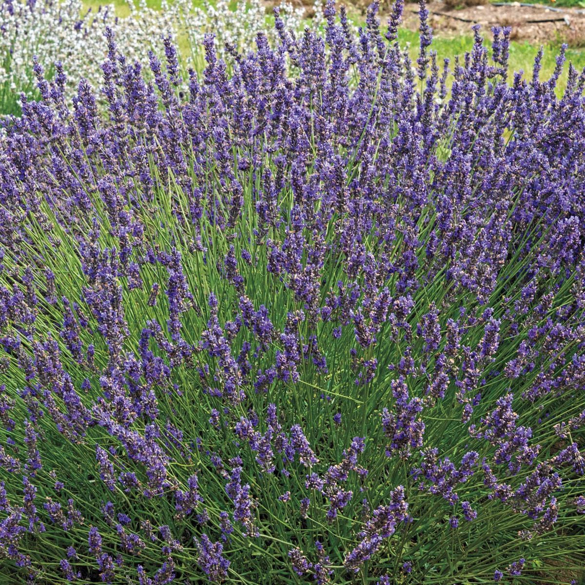 BRECK'S - Munstead Lavender, Flowering Perennial Starter Plant, Grown in a 4 inch Pot, 1 Plant per Offer