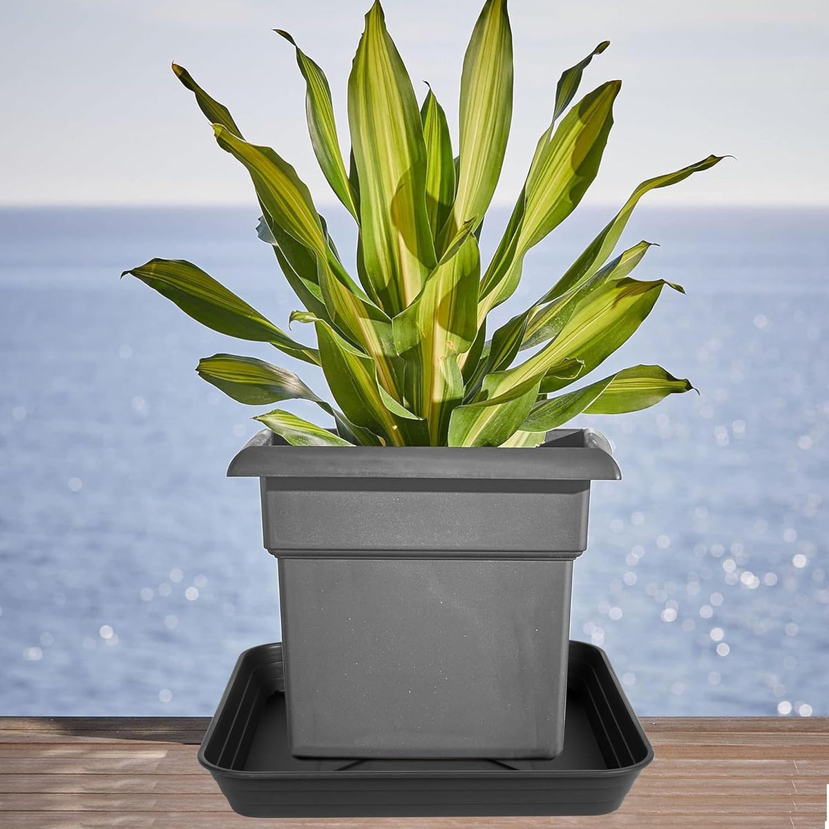 4 Pack Square Plant Saucer Tray 12 inch, Heavy Duty Plastic Plant Saucers for Indoors Outdoor, Flower Plant Drip Trays for Pots, Square Seed Starting Tray, Seedling Growing Trays
