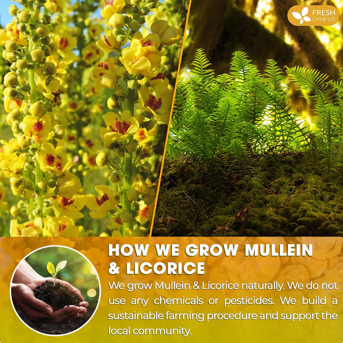 FreshDrinkUS, Premium 75 Mullein Licorice Tea Bags, 100% Natural, Blend of Mullein Leaves, and Licorice Root. Made with Natural Material Tea Bags. No Sugar, Vegan.