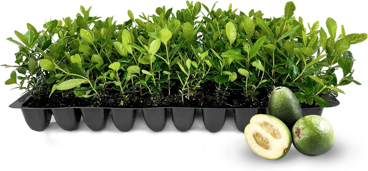 Pineapple Guava - 10 Live Plants - Feijoa Sellowiana - Edible Fruit and Flowering Foliage