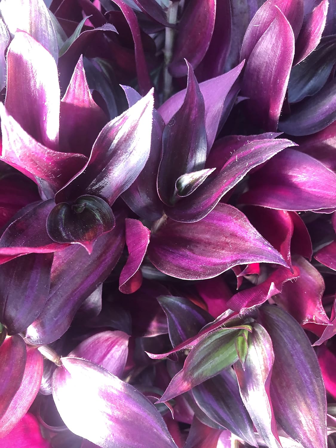 Tradescantia Zebrina ~ 20 Rooted cuttings ~ Red Gem ~ Rare Wandering Jew (20 Pieces)