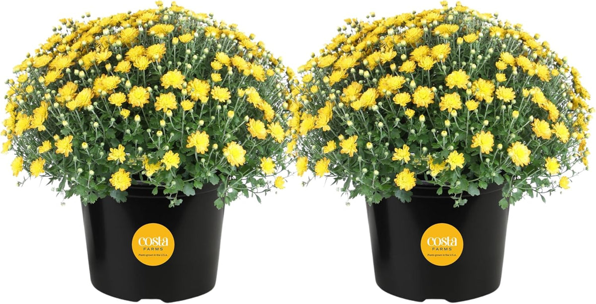 Costa Farms Chrysanthemum, Mums, Ships in Full Bloom, Porch and Patio Ready Bushel Basket 13-Inches Tall, Yellow