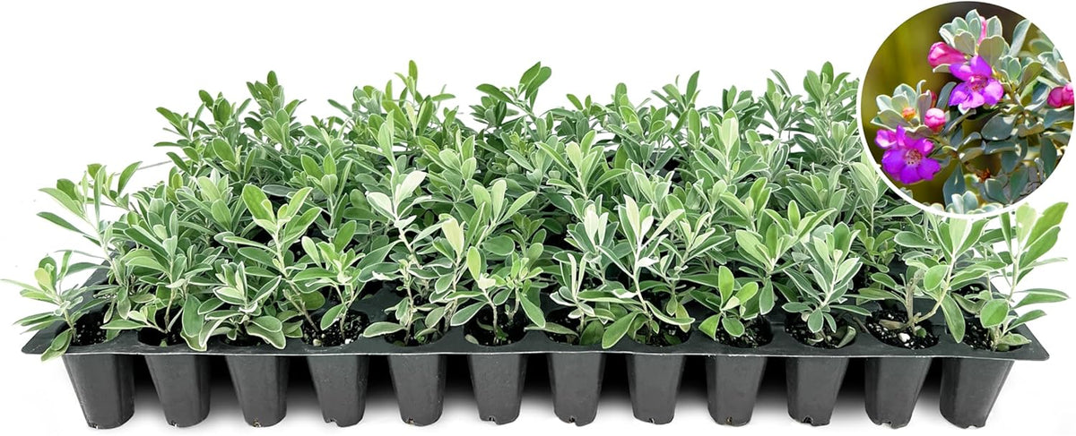 Texas Sage | 40 Live Plants | Leucophyllum frutescens | Drought-Tolerant Shrub for Landscaping | Hardy Evergreen with Silver Foliage and Purple Blooms