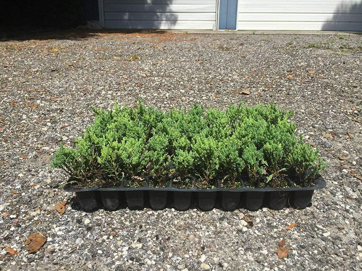 Blue Sargent Juniper - 3 Live Plants - Juniperus Chinensis - Drought Tolerant Cold Hardy Evergreen Ground Cover