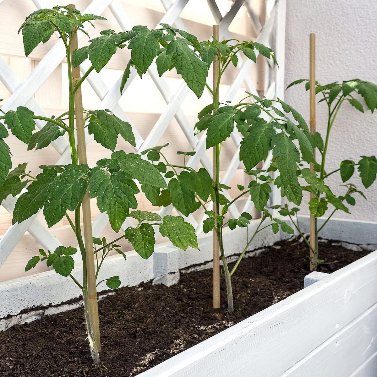 Plant Stakes,12 Inches Natural Garden Bamboo Sticks,BOVITRO 20Pcs Plant Support Stakes for Tomatoes,Beans,Vegetable and Potted Plants