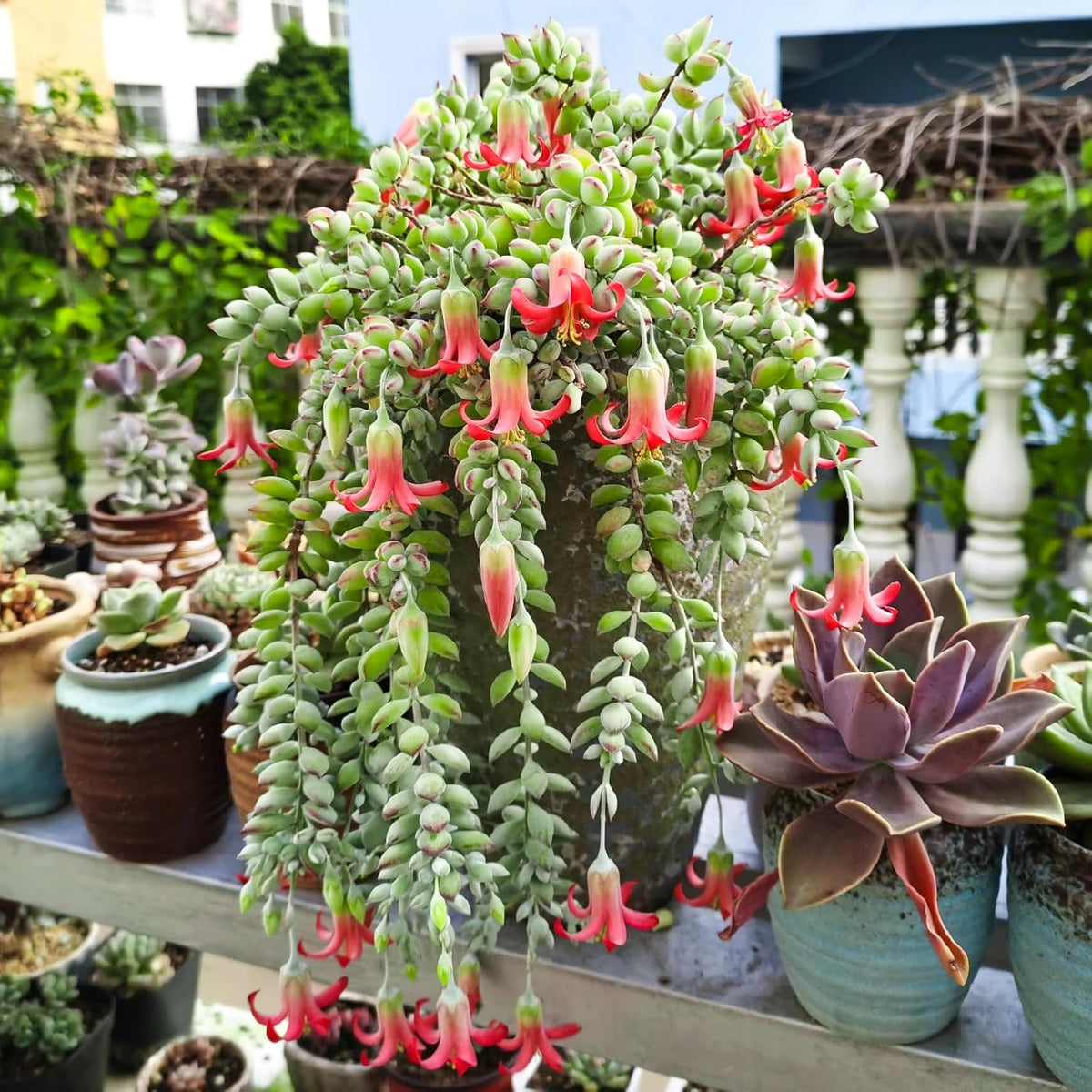 4" Cotyledon Pendens in White Stripe Pot, Live Succulent Rare House Plant for Home Office Wedding Indoor Outdoor Decoration, DIY Projects, Party Favor