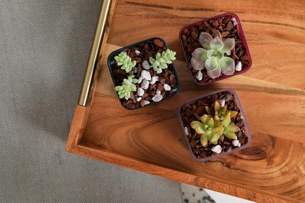rePotme Slow Release Succulent & Cactus Food | Feed ME! Time Release Fertilizer (11-10-11) | Feed Your Plants Automatically, Apply Once Every 6 Months