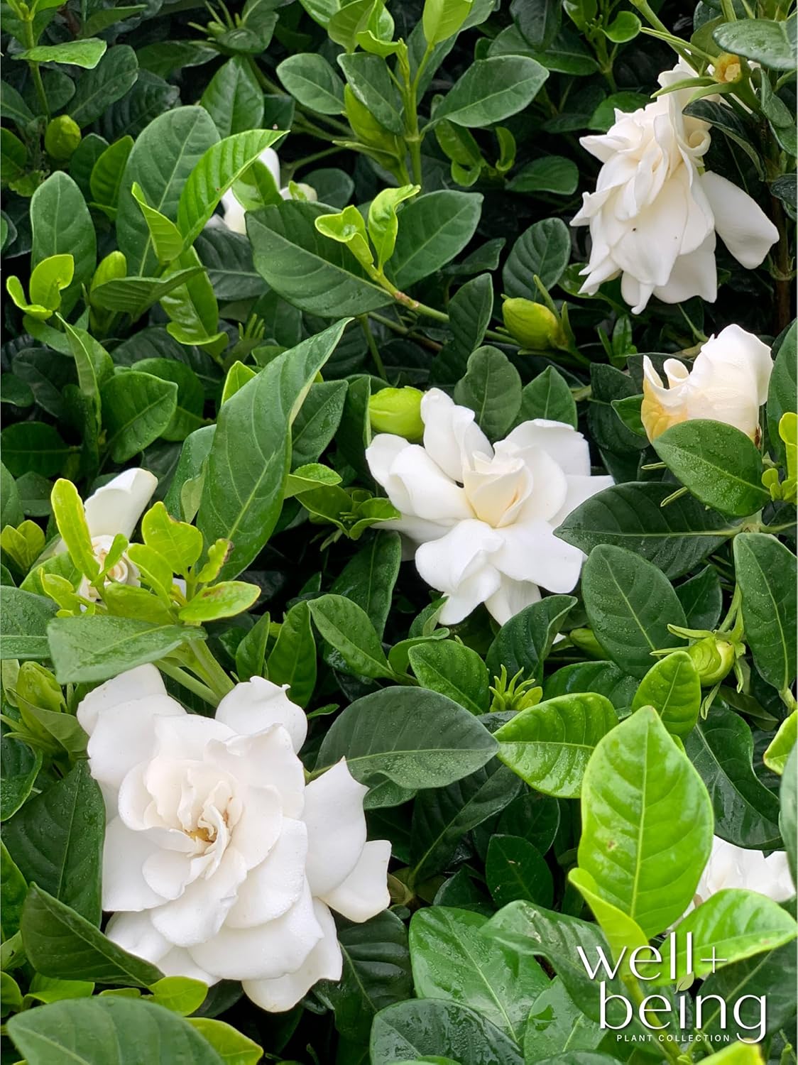 Nature’s Way Farms Gardenia Veitchii Fragrant Flowering Shrub (12-18in Tall) in Grower Pot