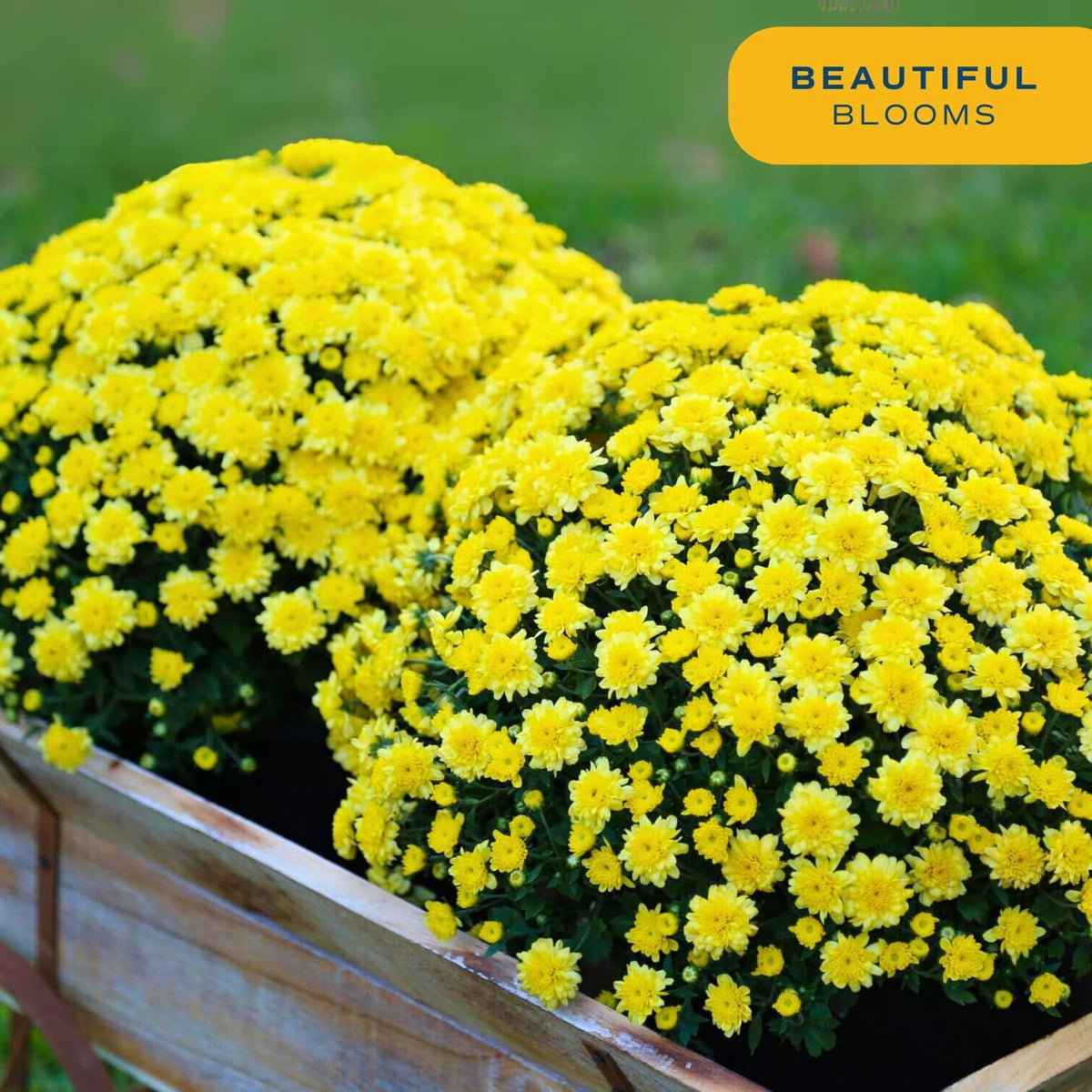 Costa Farms Live Plants – Fall Mums 2-Pack (Yellow) in Plant Pots | 3 Qt. Seasonal Houseplants & Outdoor Flowers for Porch, Patio, or Garden | Ships in Bud Form for Longer Bloom