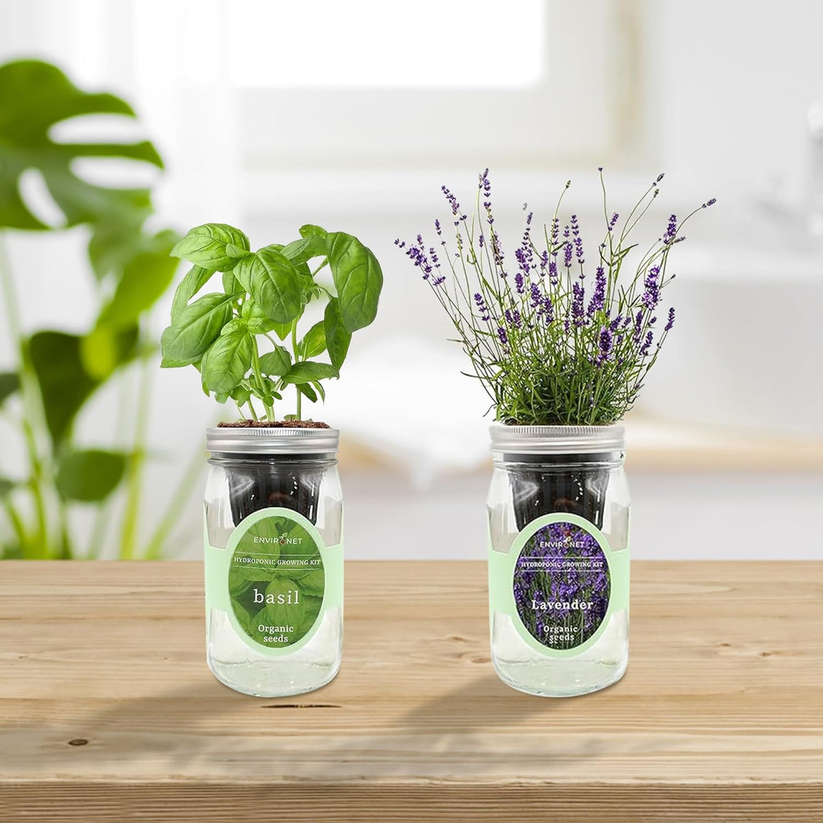2-Pack Hydroponic Mason Jar Herb Garden Kit, Indoor Herb Garden Self-Watering Starter Kit (Basil,Lavender)