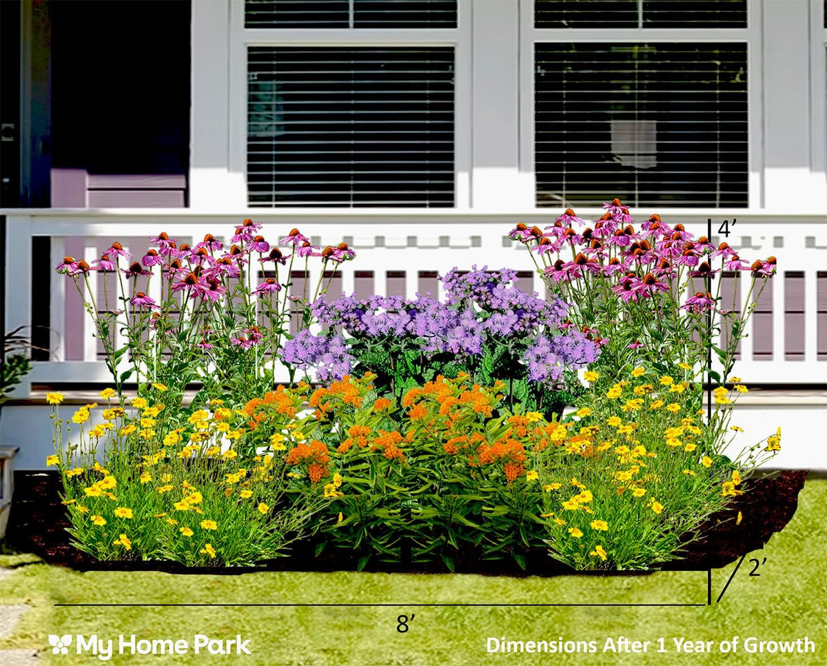 16 Live Outdoor Native Plants for Full Sun from My Home Park – Includes Aromatic Aster, Blue Mistflower, Butterfly Weed & Lanceleaf Coreopsis – Not Seeds – 4–8” Tall on Arrival – Easy to Grow