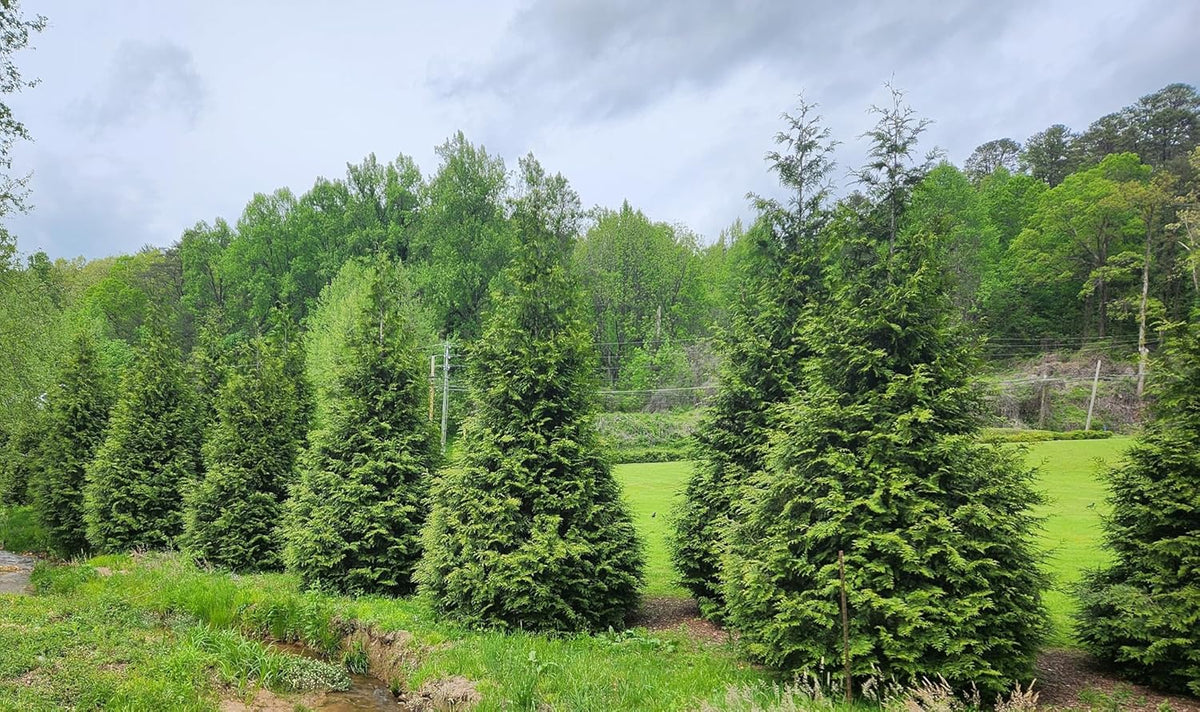 Thuja Green Giant Arborvitae Lot of 75, 3 Inch Pot