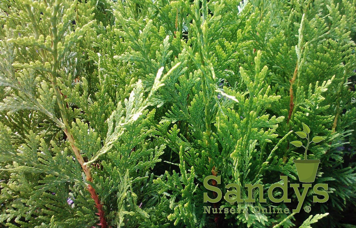 Thuja Green Giant Arborvitae Lot of 20, Quart Pot