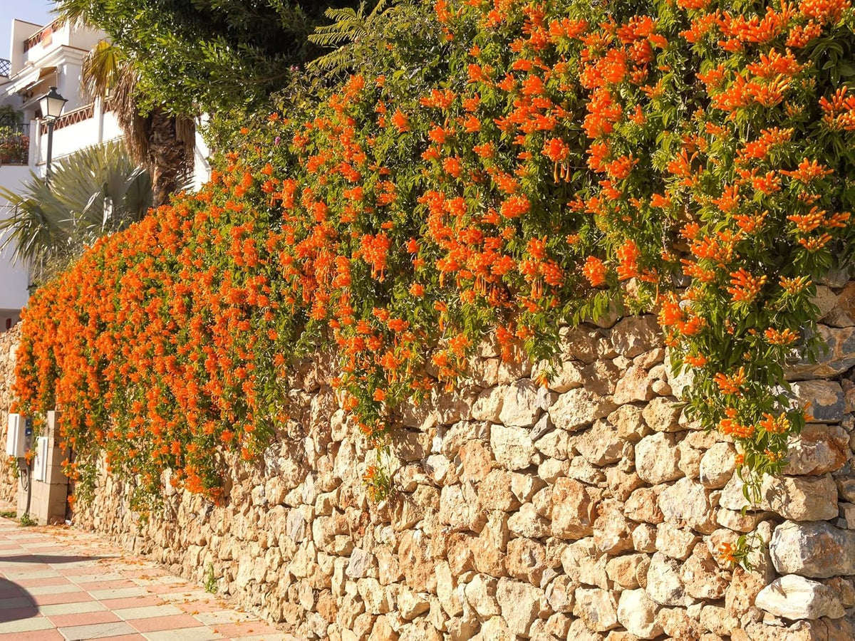 Greenwood Nursery: Live Perennial Plants - Tangerine Beauty Vine + Bignonia Capreolata - [Qty: 10x Pint Pots] - (Click for Other Available Plants/Quantities)