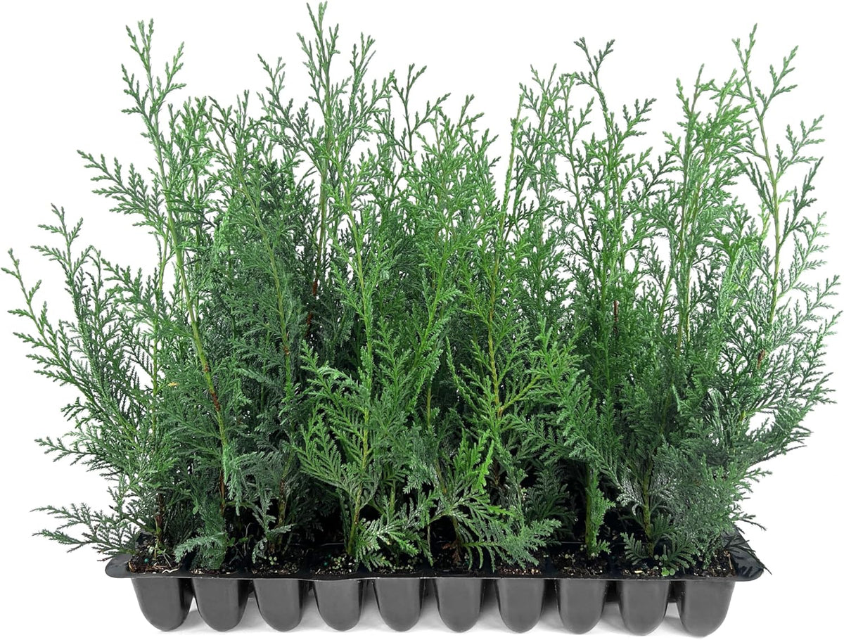 Leyland Cypress | 40 Live Plants | Cupressocyparis leylandii | Fast Growing Privacy Trees, Evergreen Landscape Plants, Drought Tolerant, Low Maintenance, Windbreak, Hardy