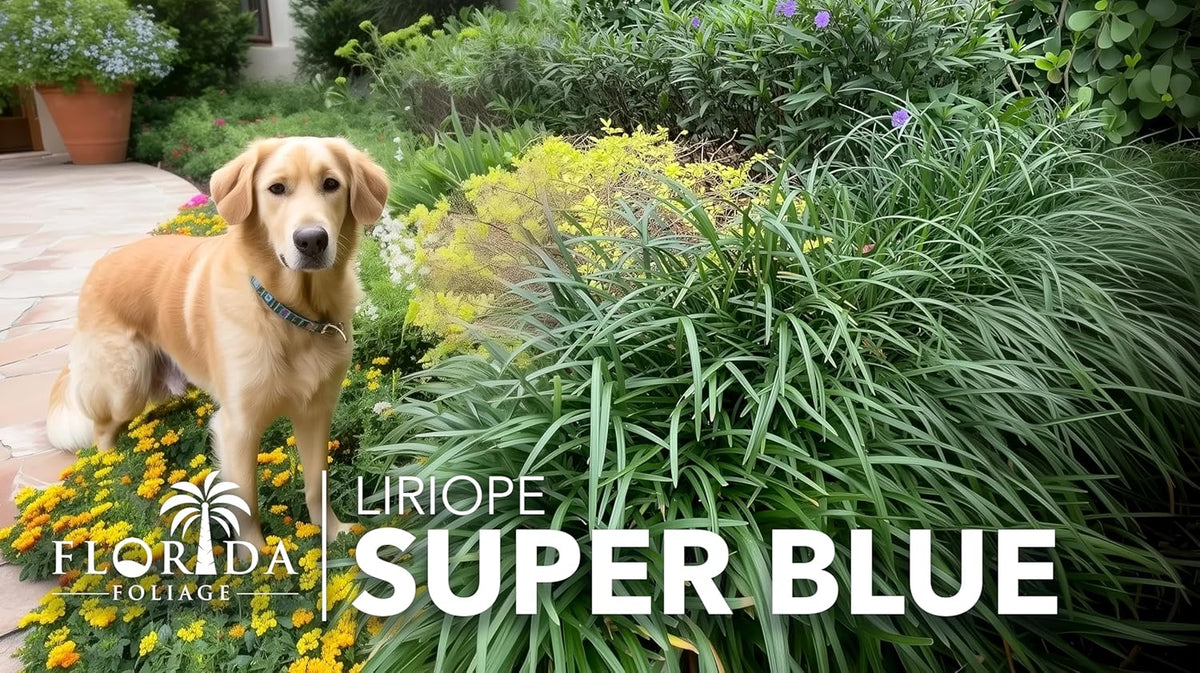 Liriope Super Blue | 3 Live 4 Inch Plants | Liriope muscari 'Super Blue' | Ornamental Ground Cover Plants | Shade-Tolerant Landscaping Perennial