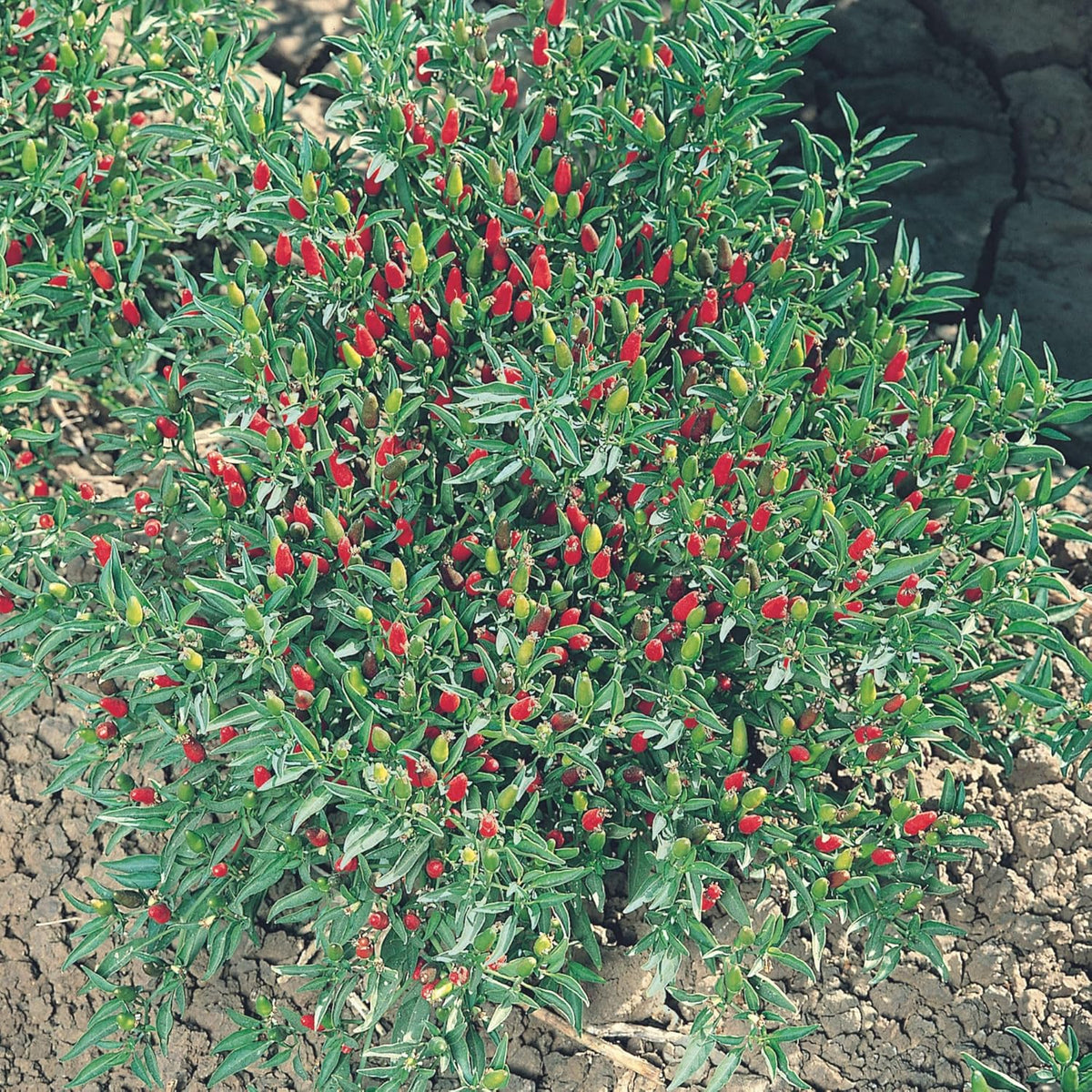 Thai Ornamental Hot Pepper 1 Oz ~12,000 Seeds – Non-GMO, Heirloom, Open-Pollinated – 50K–100K SHU – Compact, Upright Plants – Edible & Decorative – Heat-Tolerant