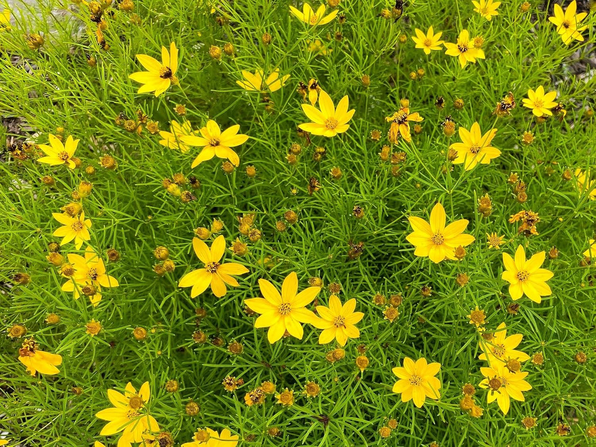 Greenwood Nursery: Live Perennial Plants - Moonbeam Tickseed + Coreopsis Verticillata - [Qty: 3X Pint Pots] - (Click for Other Available Plants/Quantities)