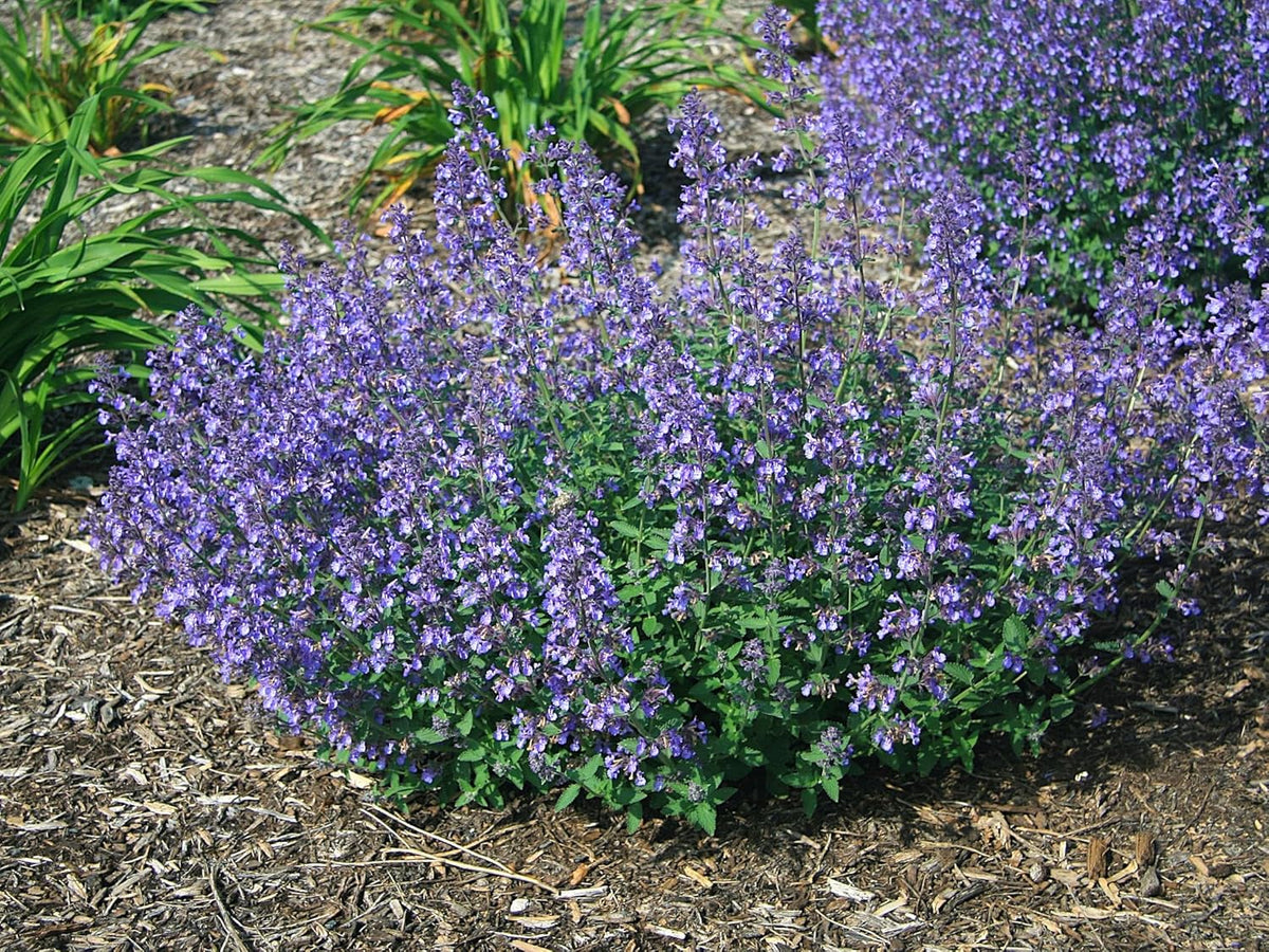 Greenwood Nursery: Live Perennial Plants - 'Junior Walkers Low' Catmint + Nepeta × Faassenii - [Qty: 1x Pint Pot] - (Click for Other Available Plants/Quantities)